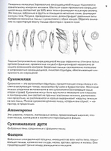 Анатомия для художников. Практический курс