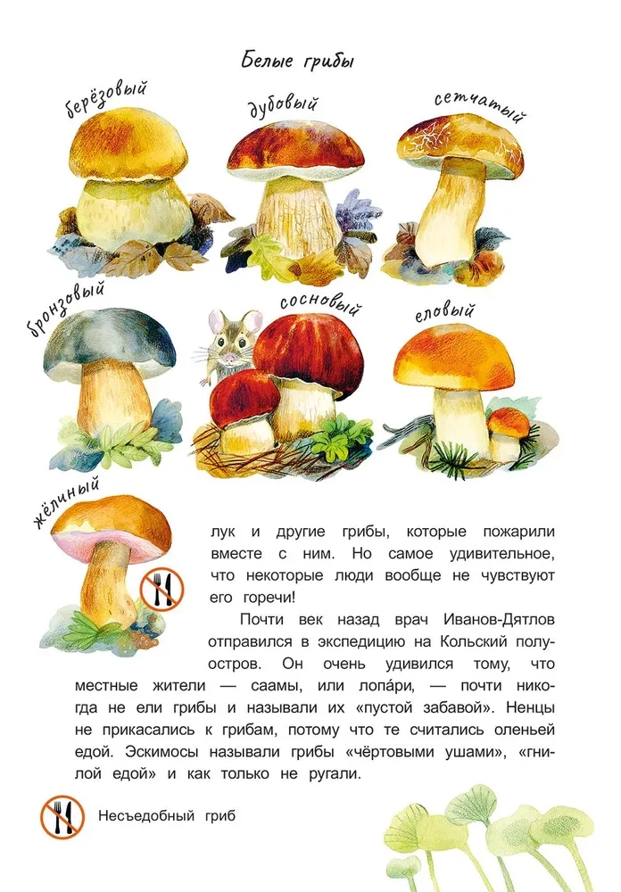 Sēņu vadonis