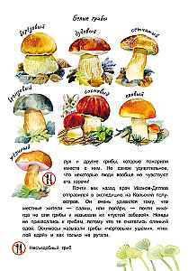 Sēņu vadonis
