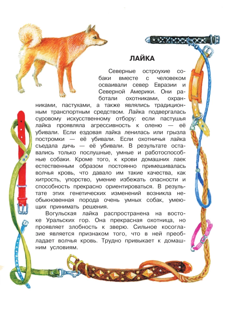 Как правильно любить собак