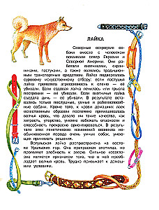 Как правильно любить собак