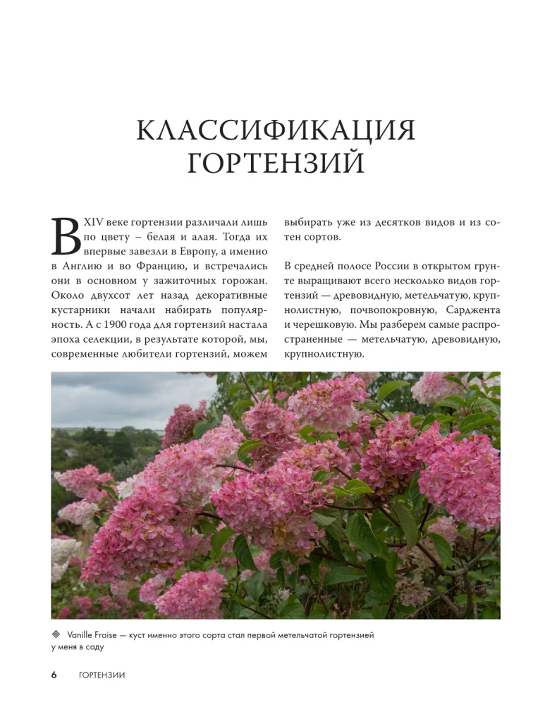 Hortenzijas. Audzējam, kopjam un baudām jebkurā dārzā