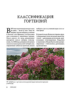 Hortenzijas. Audzējam, kopjam un baudām jebkurā dārzā