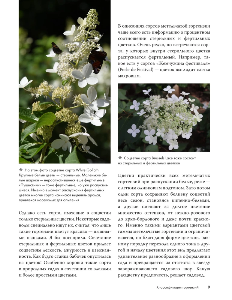 Hortenzijas. Audzējam, kopjam un baudām jebkurā dārzā