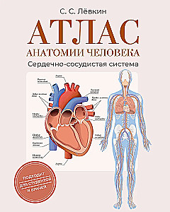 Атлас анатомии человека. Сердечно-сосудистая система