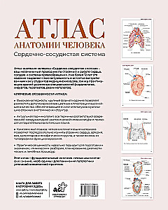 Атлас анатомии человека. Сердечно-сосудистая система