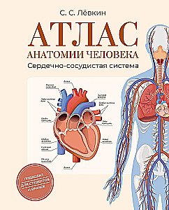 Атлас анатомии человека. Сердечно-сосудистая система