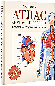 Атлас анатомии человека. Сердечно-сосудистая система