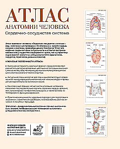 Атлас анатомии человека. Сердечно-сосудистая система