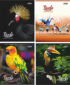 Тетрадь - Birds, A5, 48 листов, линия, в ассортименте