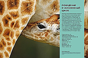 Тайны животных. Большая иллюстраированная энциклопедия