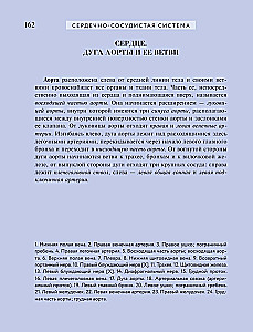Популярный атлас анатомии человека. 200 классических иллюстраций из Анатомии Грея