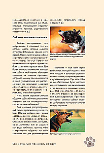 Дрессировка и воспитание собаки