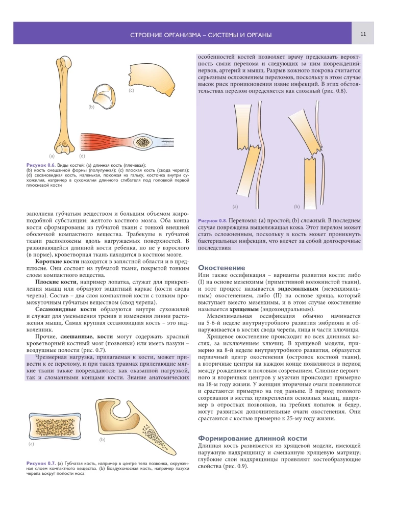 Klīniskās anatomijas pamati. Ilustrēts noderīgu un patoloģiju atlants