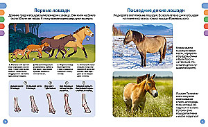 Лошади