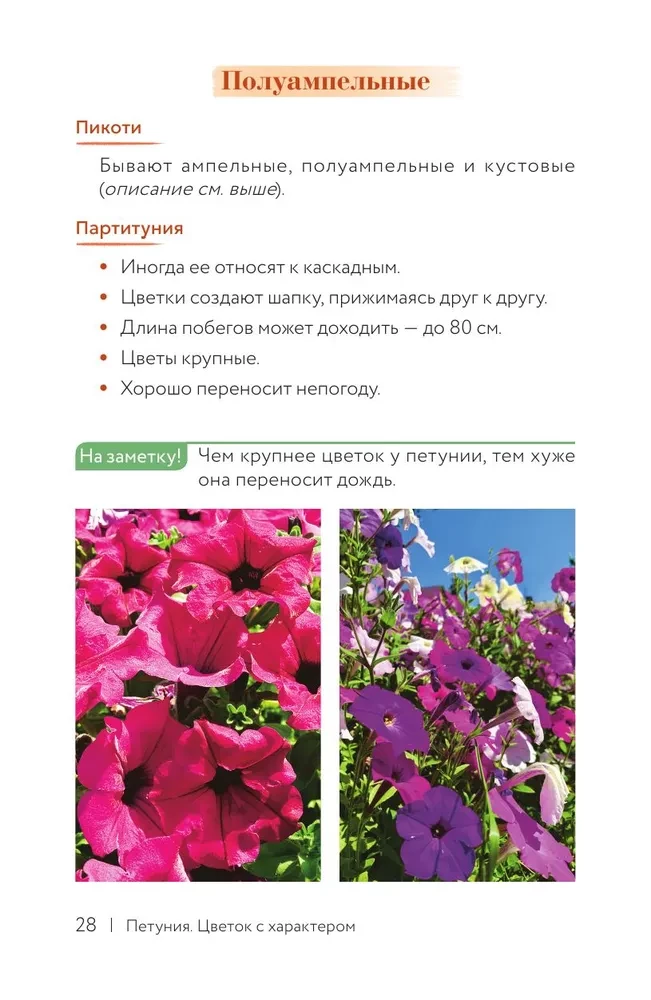 Петуния. Цветок с характером. Шпаргалка-трекер по выращиванию цветочных водопадов