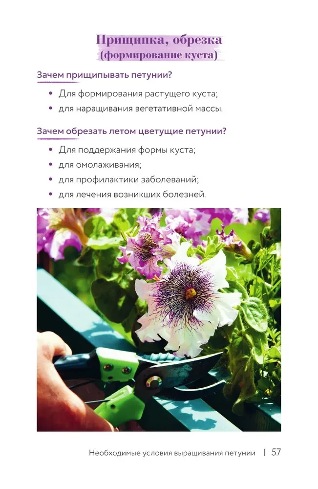 Петуния. Цветок с характером. Шпаргалка-трекер по выращиванию цветочных водопадов
