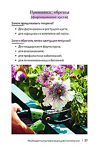 Петуния. Цветок с характером. Шпаргалка-трекер по выращиванию цветочных водопадов