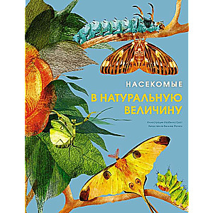 Kukaiņi dabiskā izmērā