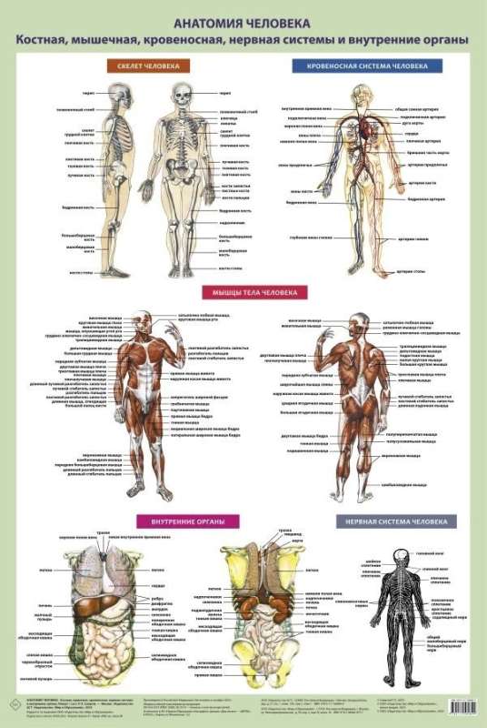 Анатомия человека. Костная, мышечная, кровеносная системы и внутренние органы: Плакат