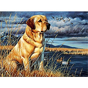 Numuru gleznošana 30x40 cm Labradors