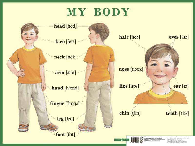 Плакат - Строение тела человека. My body. Наглядное пособие по английскому языку для начальной школы