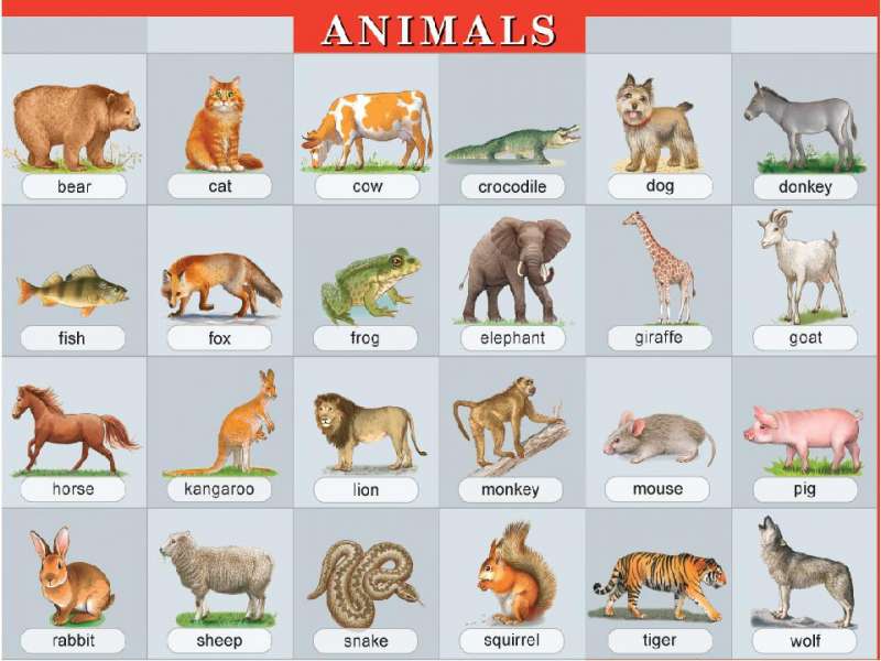 Plakāts - Dzīvnieki. Animals. Vizuālais palīglīdzeklis angļu valodā.