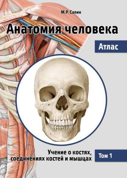 Анатомия человека. Атлас в 3-х томах. Том 1. Учение о костях, соединениях костей и мышцах. 2-е издан