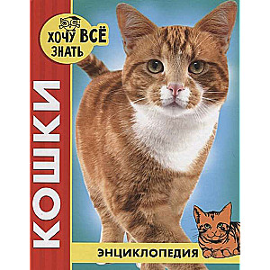 Kaķi