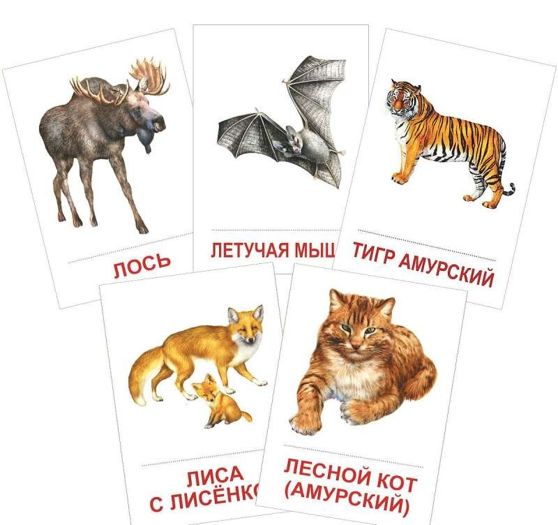 Набор карточек Дикие животные (2)
