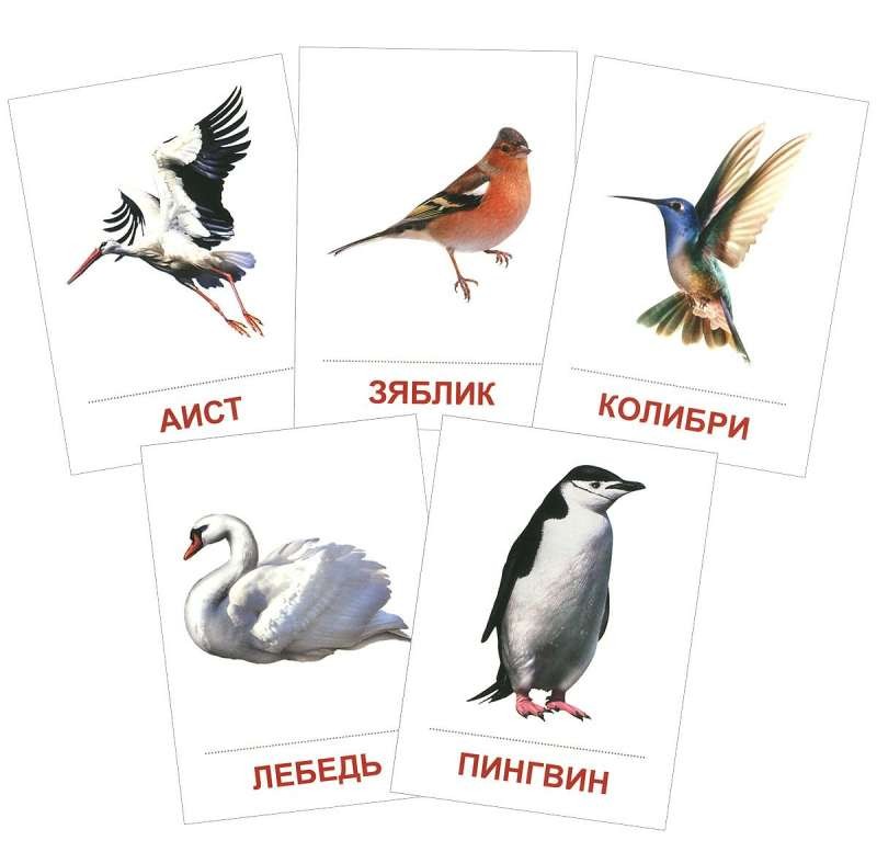 Птицы разных широт. Раздаточные карточки