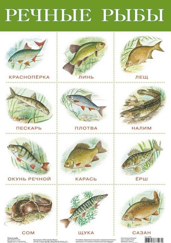 Плакат А3 Речные рыбы (290 х 420 мм)