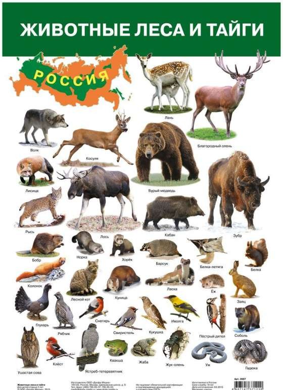 Плакат А3 Животные леса и тайги (290 х 420 мм)