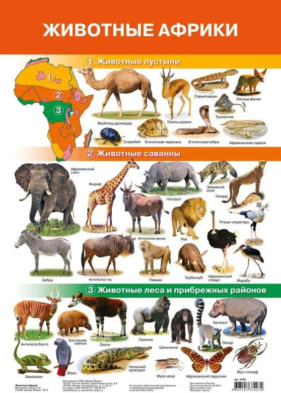 Плакат А3 Животные Африки (290 х 420 мм)