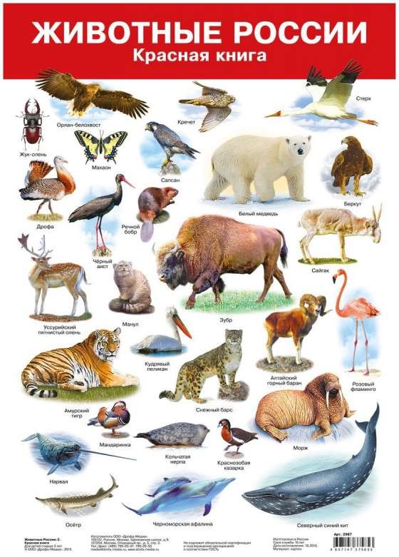 Плакат А3 Животные России. Красная книга (290 х 420 мм)