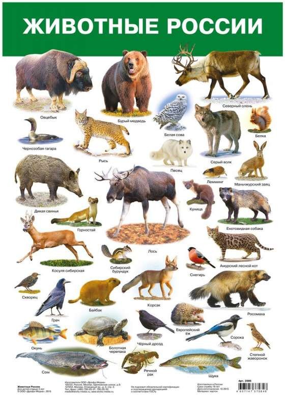 Плакат А3 Животные России (290 х 420 мм)