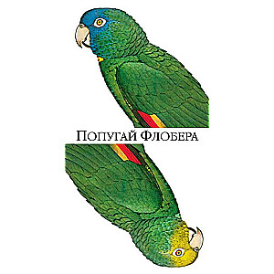 Flobera papagailis