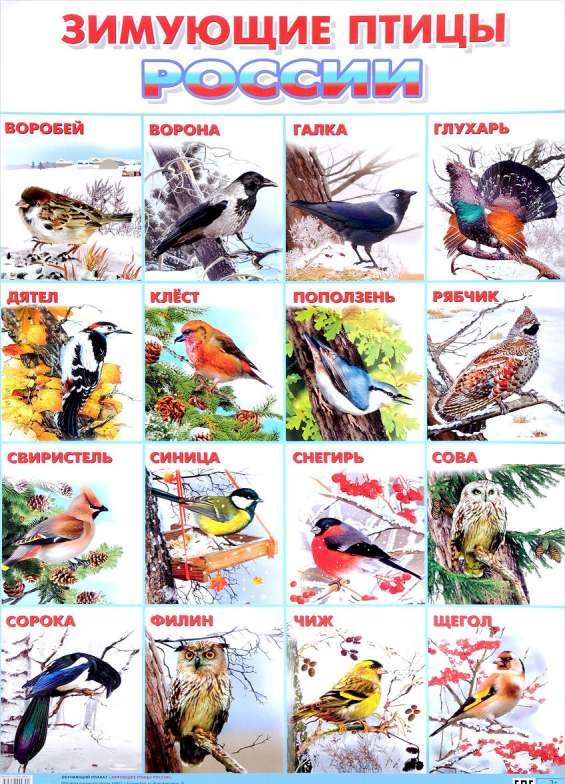Плакат А2 Зимующие птицы России (551 х 770 мм)