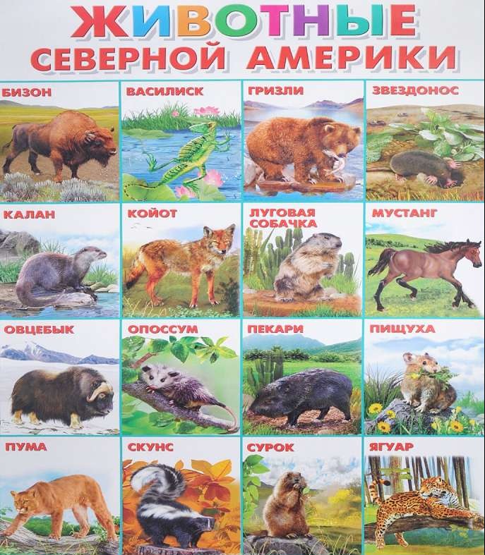 Плакат А2 Животные Северной Америки (551 х 770 мм)