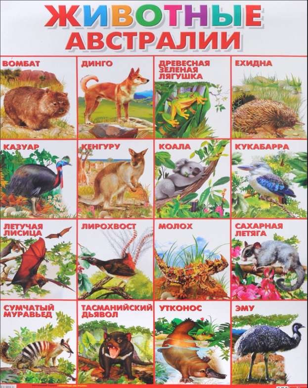 Плакат А2 Животные Австралии (551 х 770 мм)
