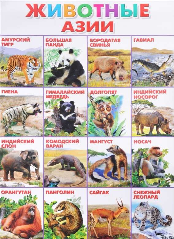 Плакат А2 Животные Азии (551 х 770 мм)
