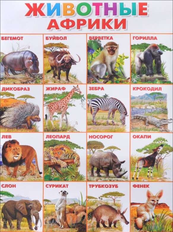 Плакат А2 Животные Африки (551 х 770 мм)