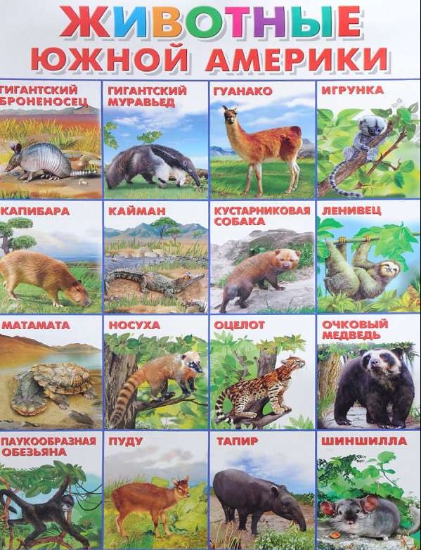 Плакат А2 Животные Южной Америки (551 х 770 мм)