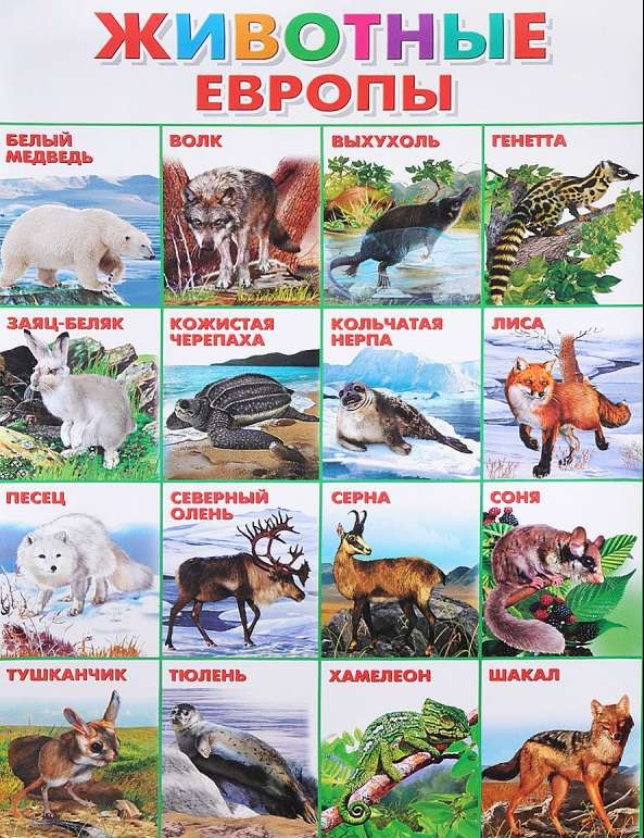 Плакат А2 Животные Европы (551 х 770 мм)