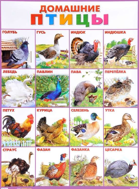 Плакат А2 Домашние птицы (551 х 770 мм)