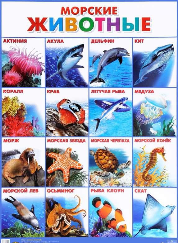Плакат А2 Морские животные (551 х 770 мм)