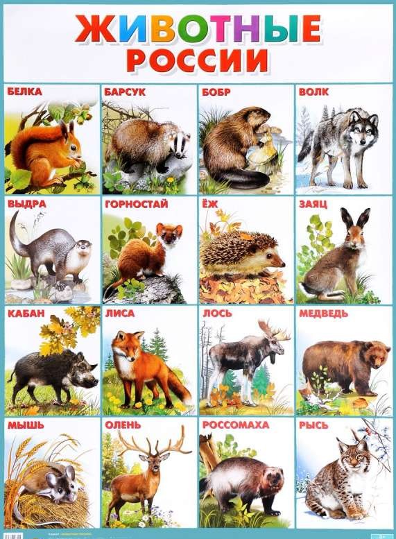 Плакат А2 Животные России (551 х 770 мм)