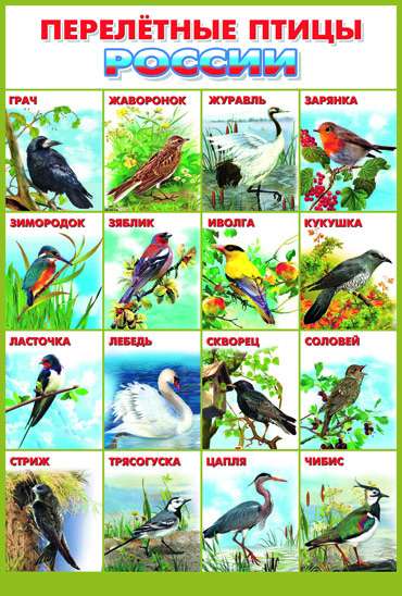 Плакат А2 Перелетные птицы России (551 х 770 мм)