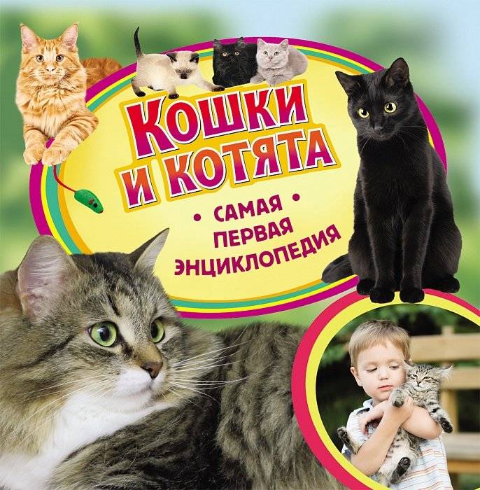 Кошки и котята