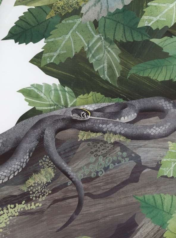 Čūskas. Lieliskā desmitnieka